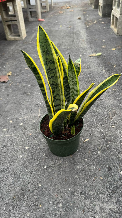 snake plant green with yellow edges Sansevieria – Garden Sensation