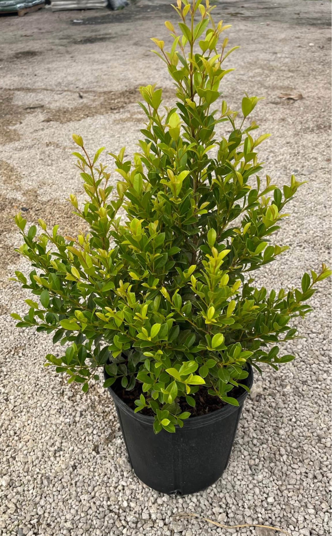 Dense, glossy foliage perfect for hedges, topiaries, or privacy screens—thrives in sun or shade, offering year-round elegance and adaptability.