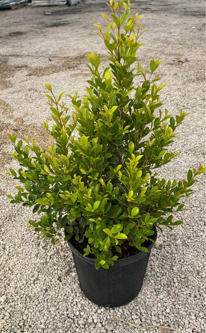 Dense, glossy foliage perfect for hedges, topiaries, or privacy screens—thrives in sun or shade, offering year-round elegance and adaptability.