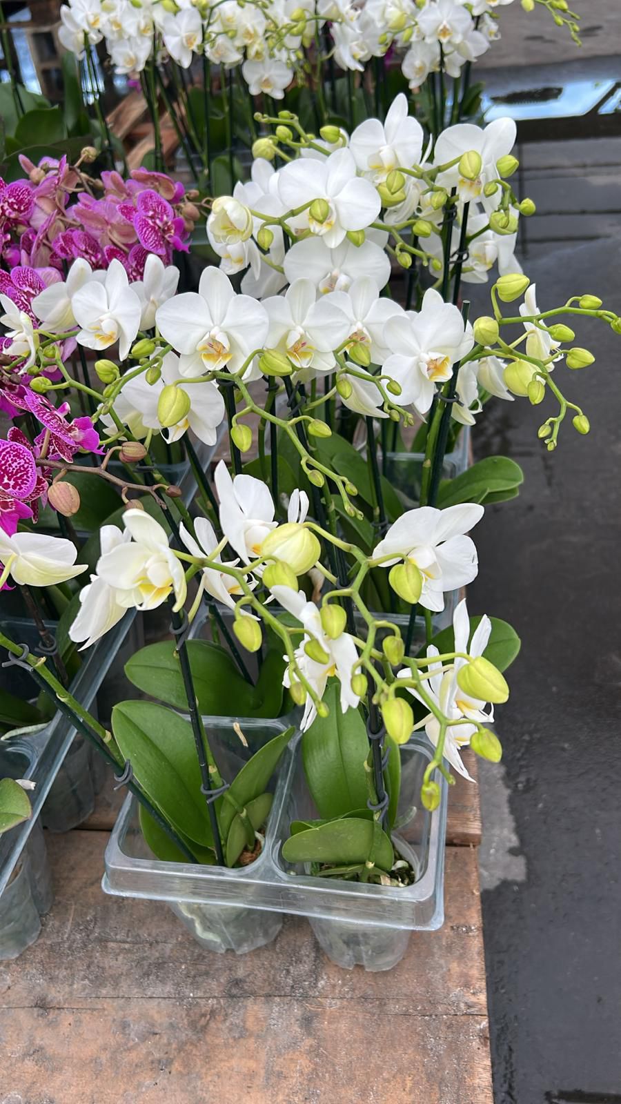 Indoor Orchid "Phalaenopsis"