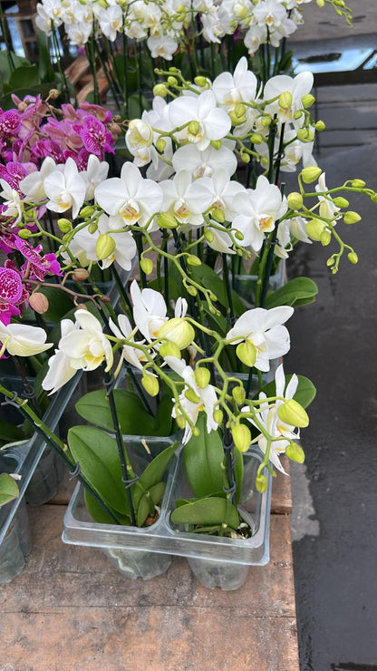 Indoor Orchid "Phalaenopsis"