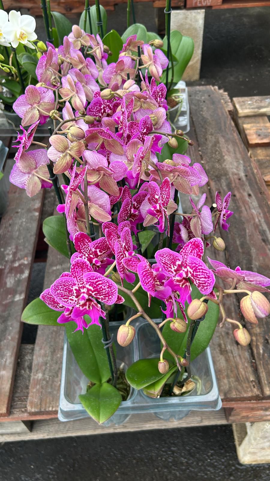 Indoor Orchid "Phalaenopsis"