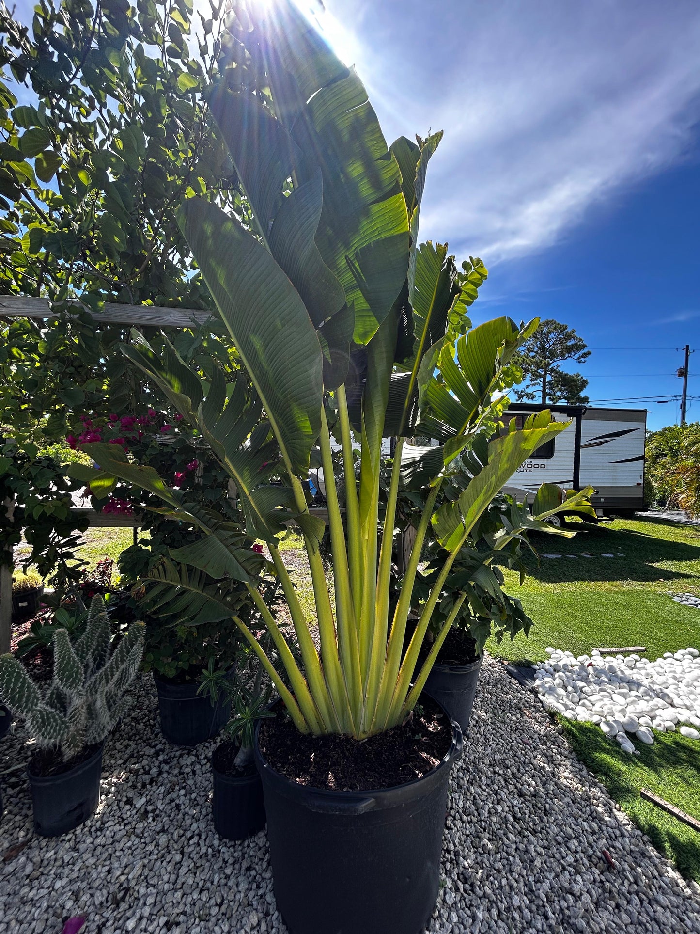 Traveler Palm