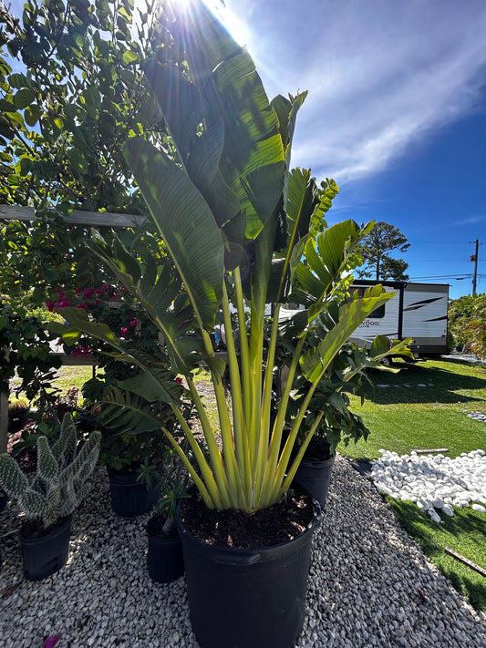 Traveler Palm