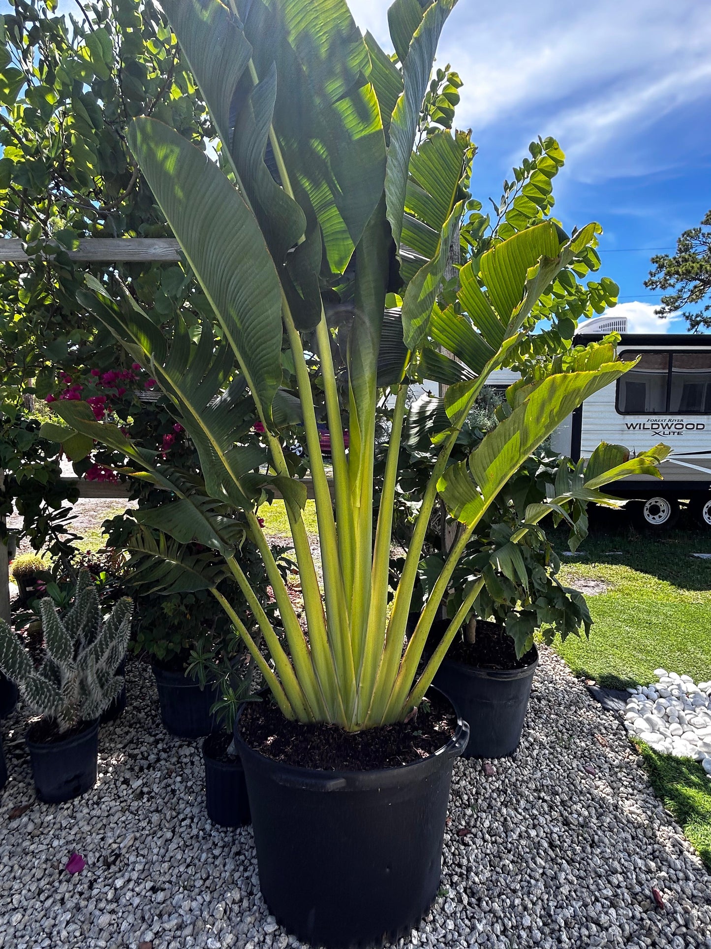 Traveler Palm