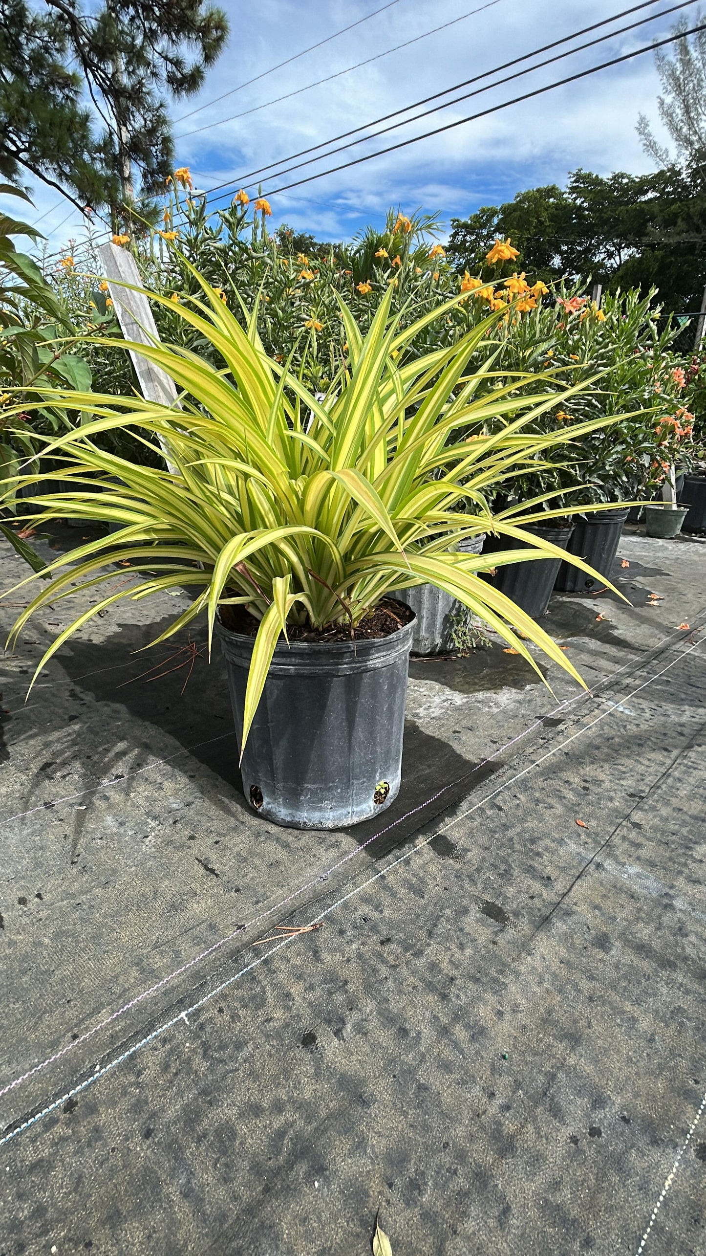 Spider Plant