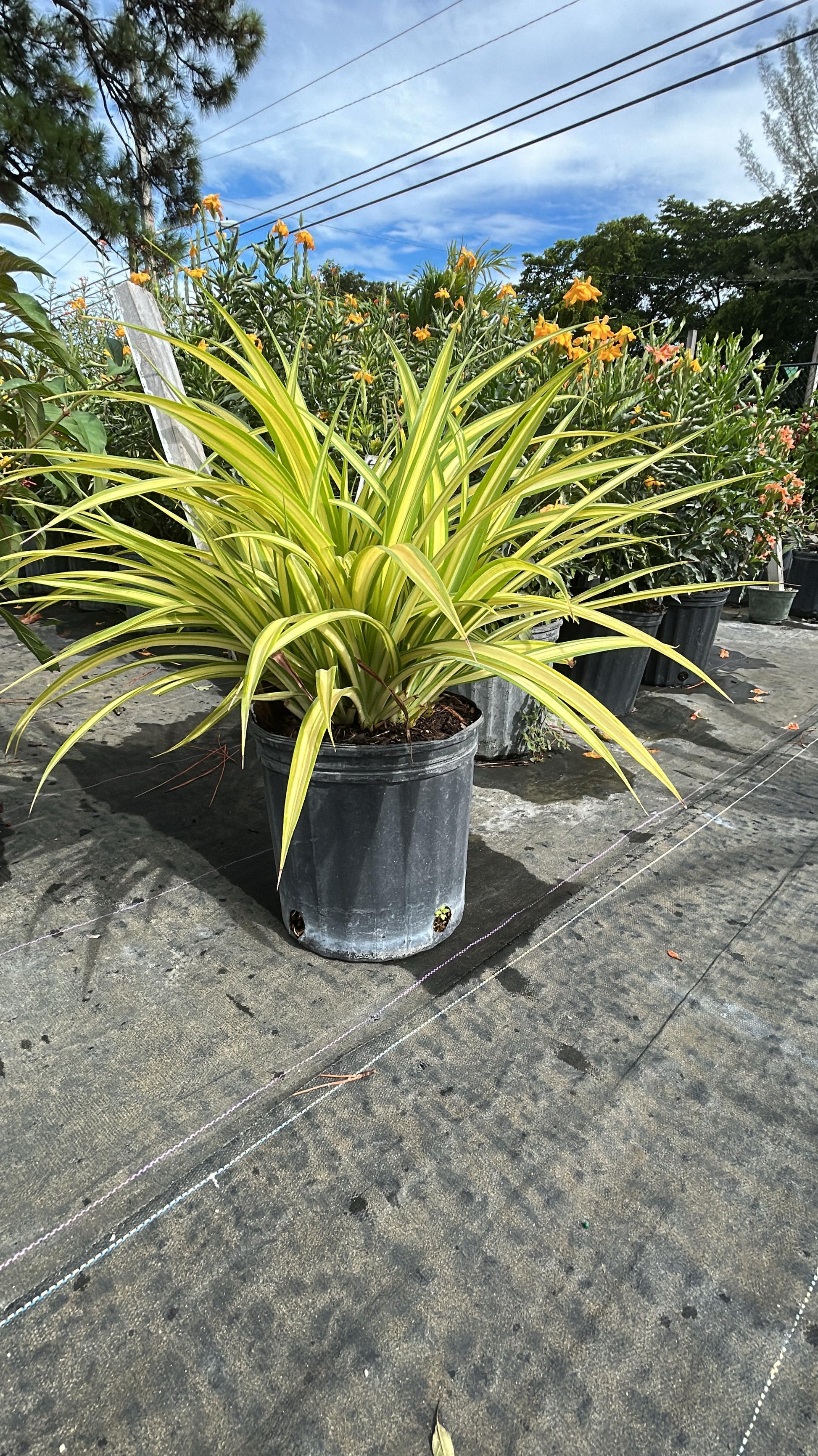 spider plants florida Spider Plant - Spider Plant
