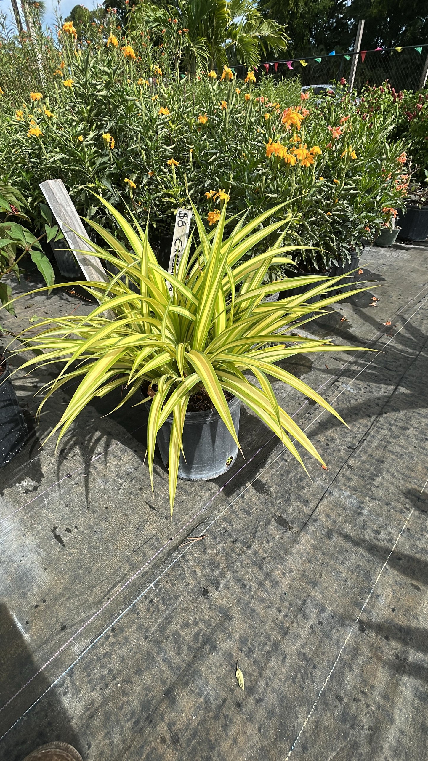 Spider Plant