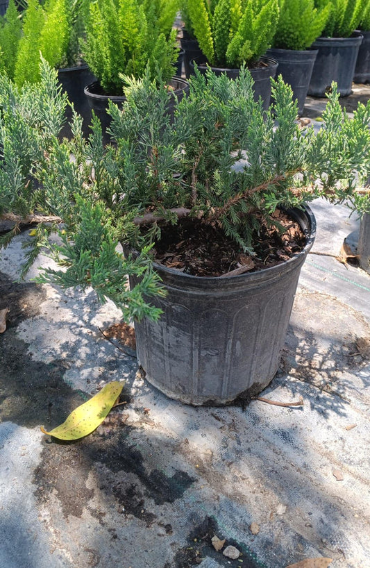 Juniper Regular