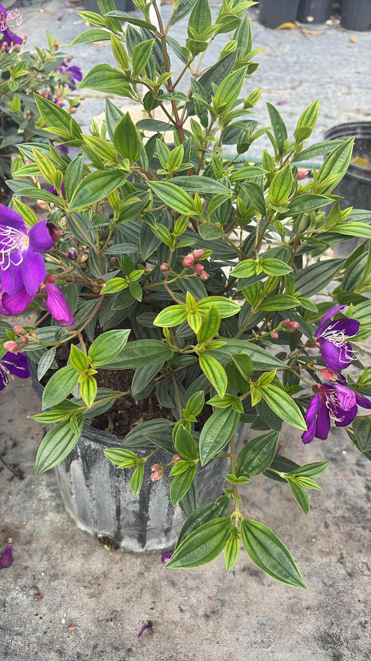 Tibouchina