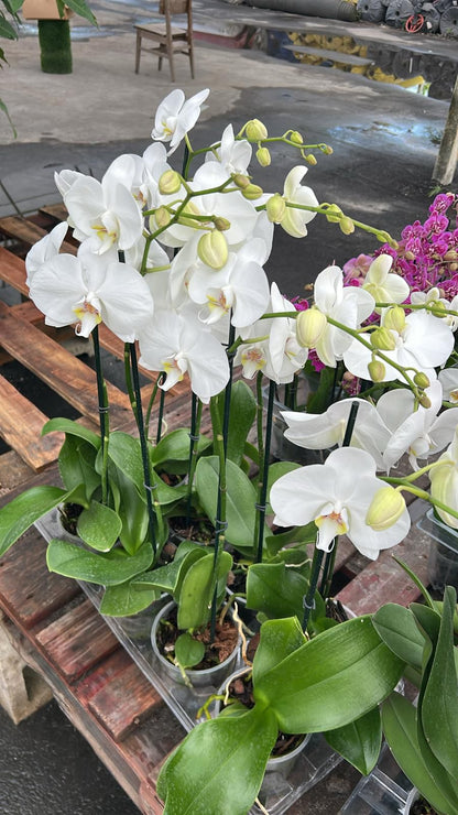 Indoor Orchid "Phalaenopsis"