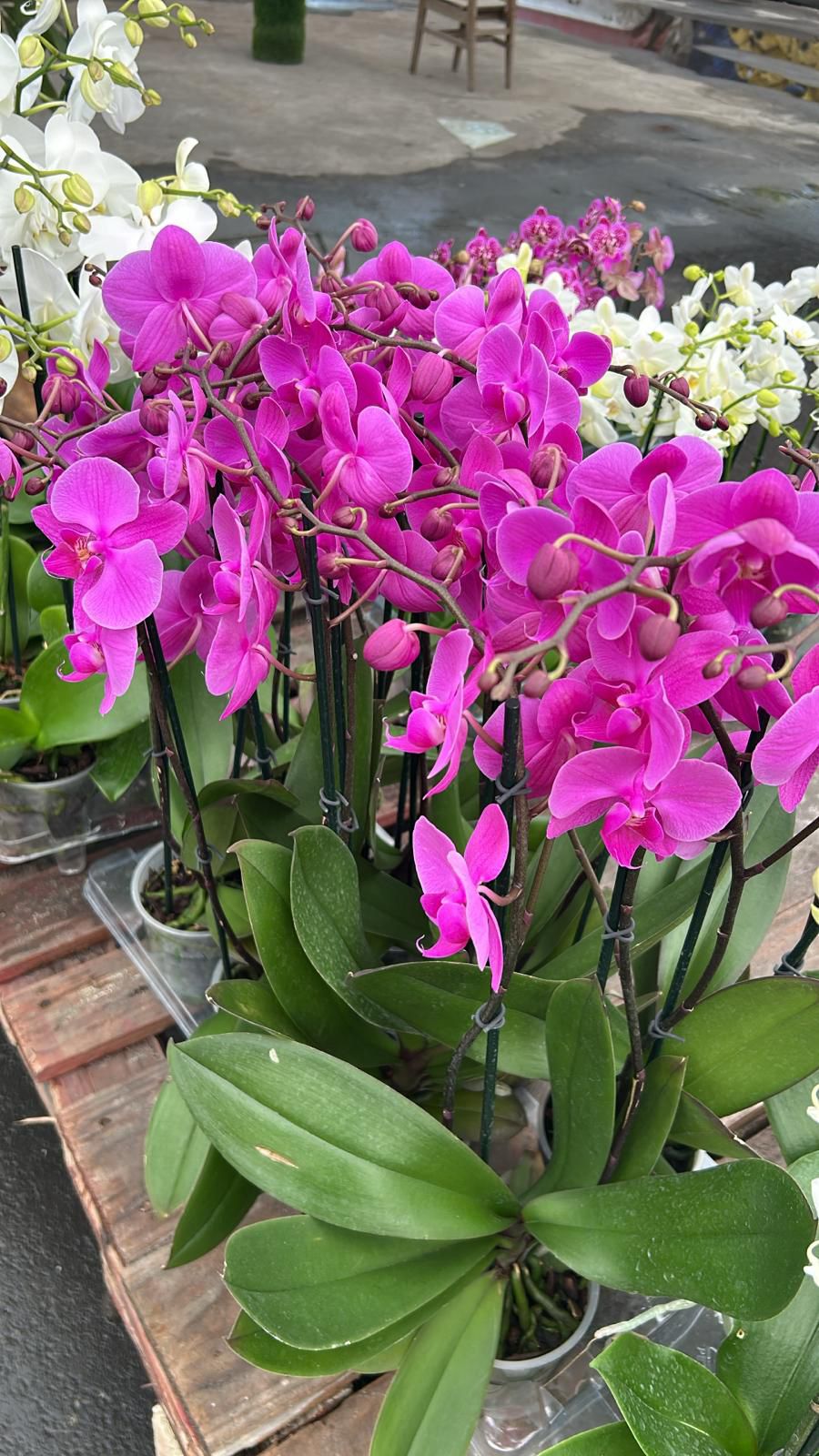 Indoor Orchid "Phalaenopsis"