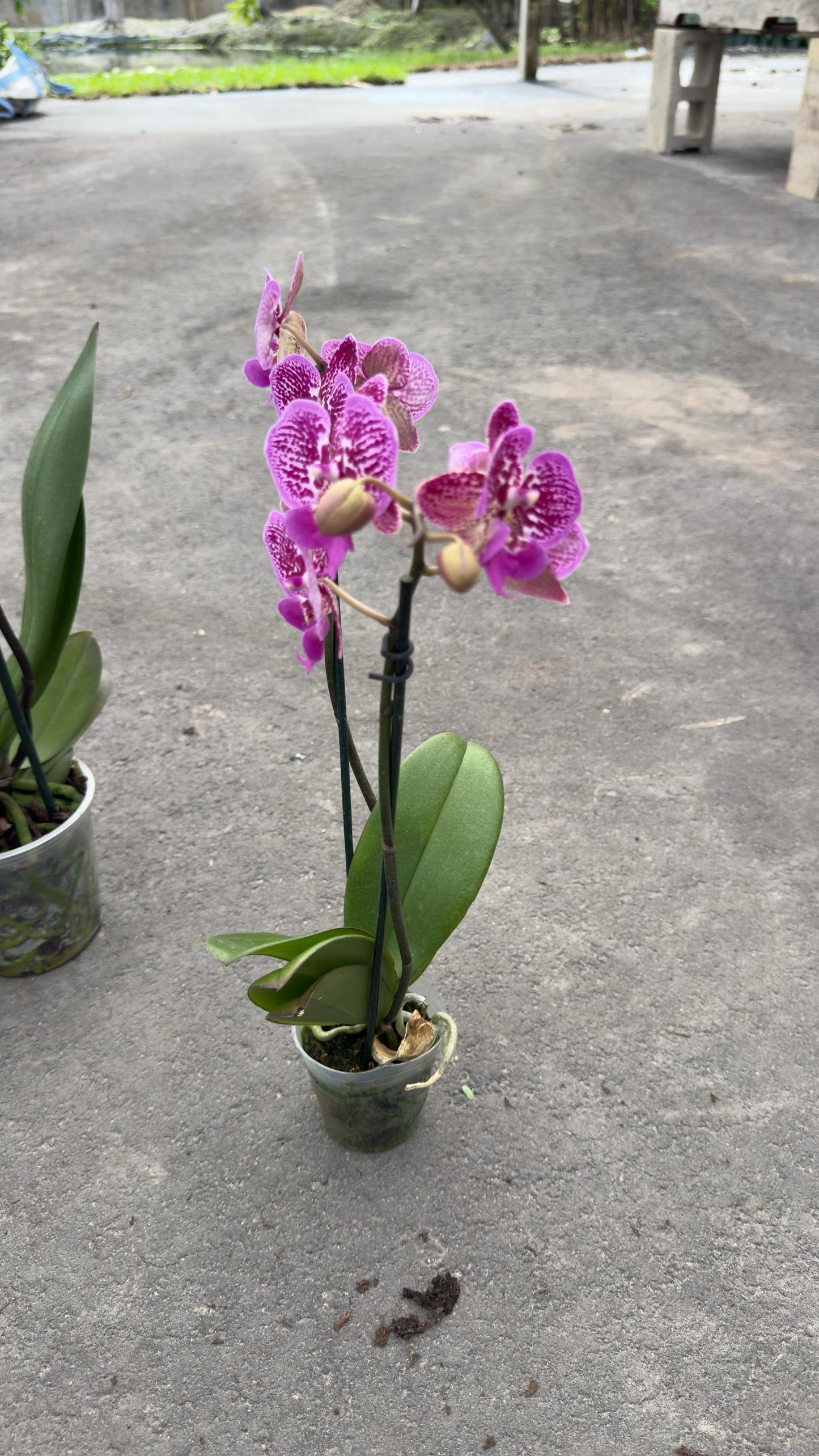 Indoor Orchid "Phalaenopsis"