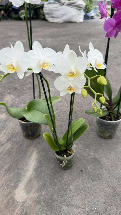 Indoor Orchid "Phalaenopsis"