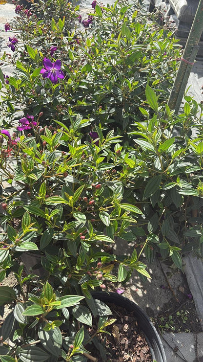 Tibouchina