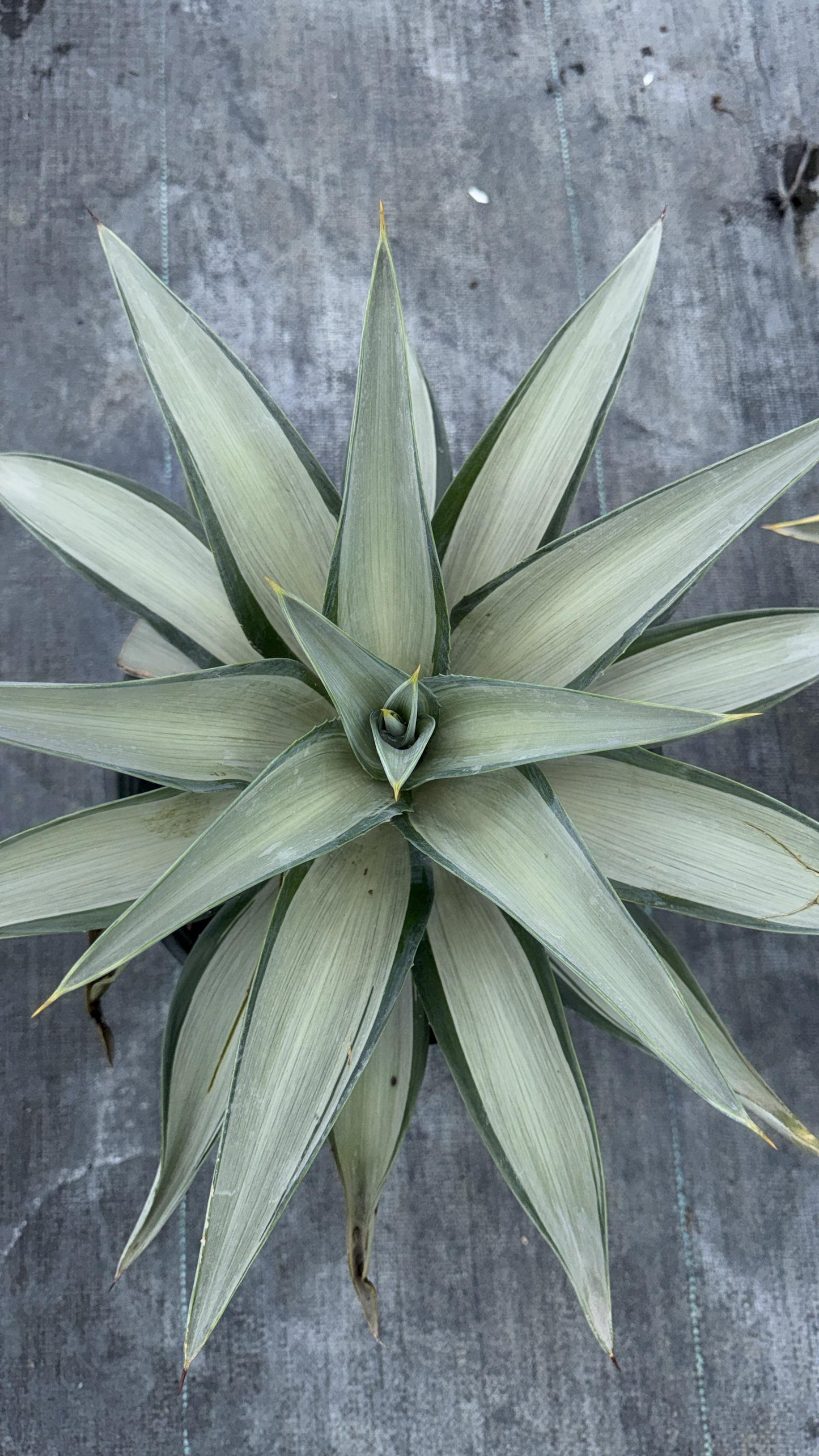 Silverstar