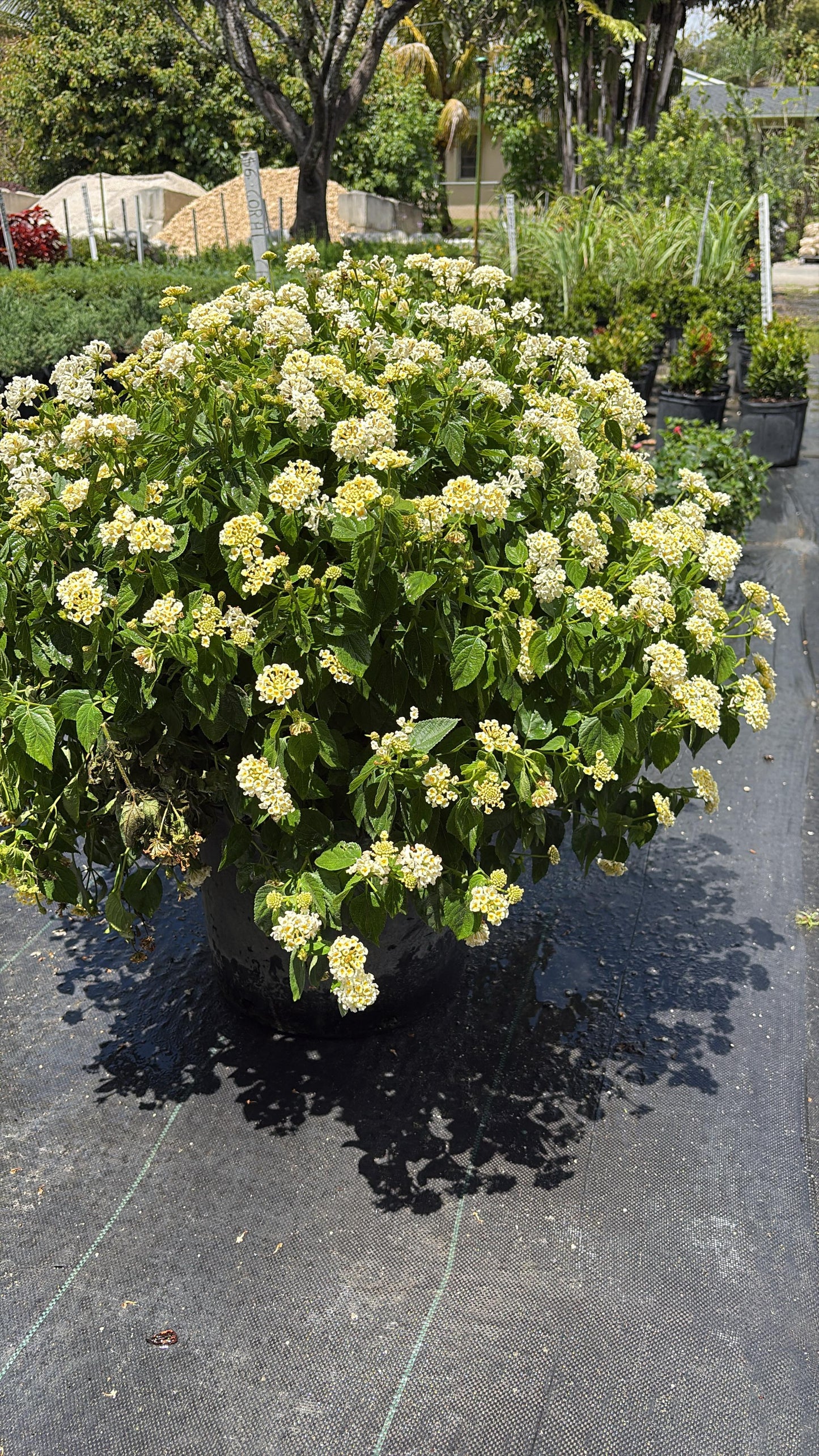 Lantana