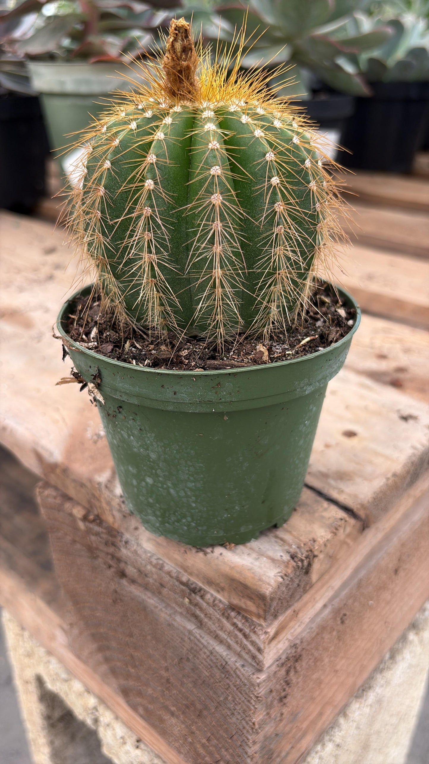 Golden Top Barrel Cactus
