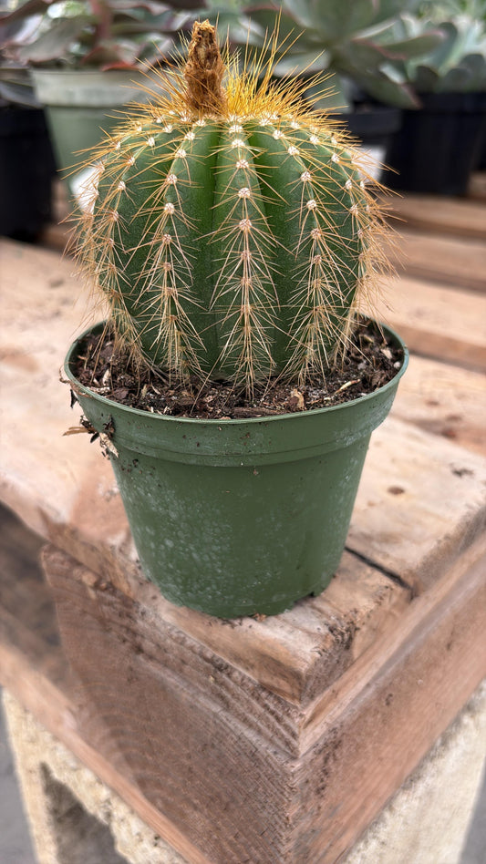Golden Top Barrel Cactus