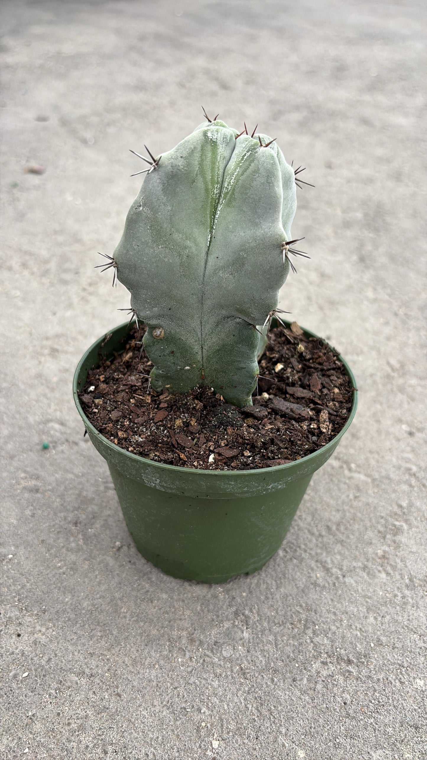 Flat Blade Cactus