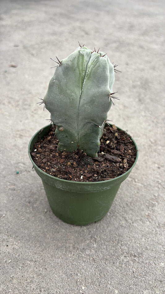 Flat Blade Cactus