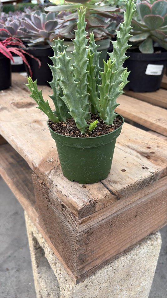 Spiky Aloe-Type Cactus
