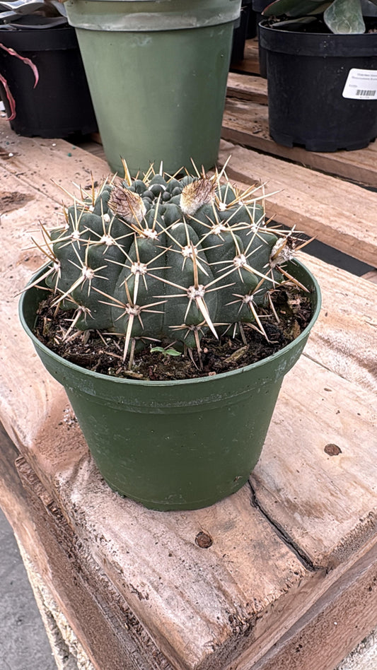 Blue Barrel Cactus