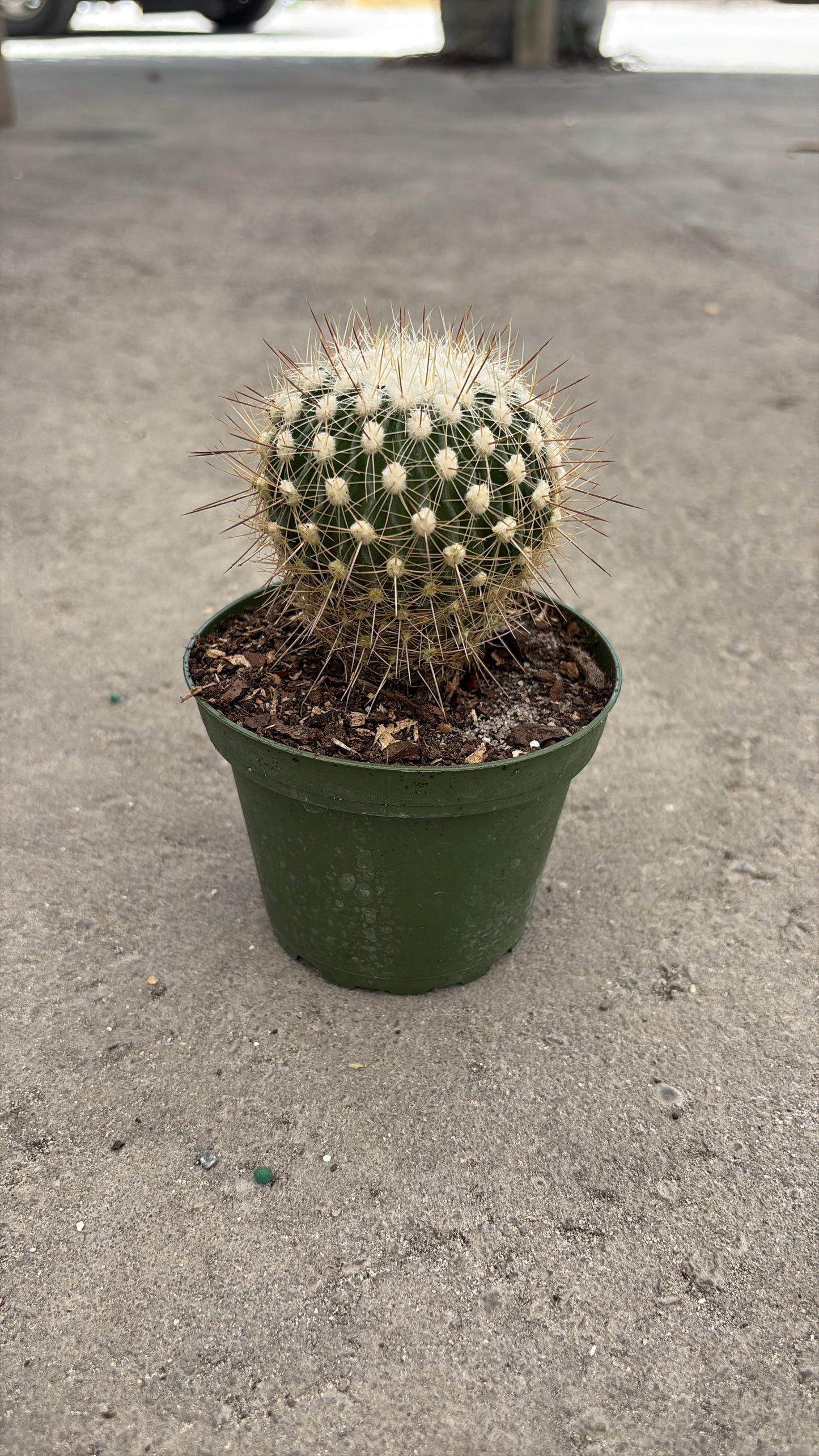Compact Globe Cactus