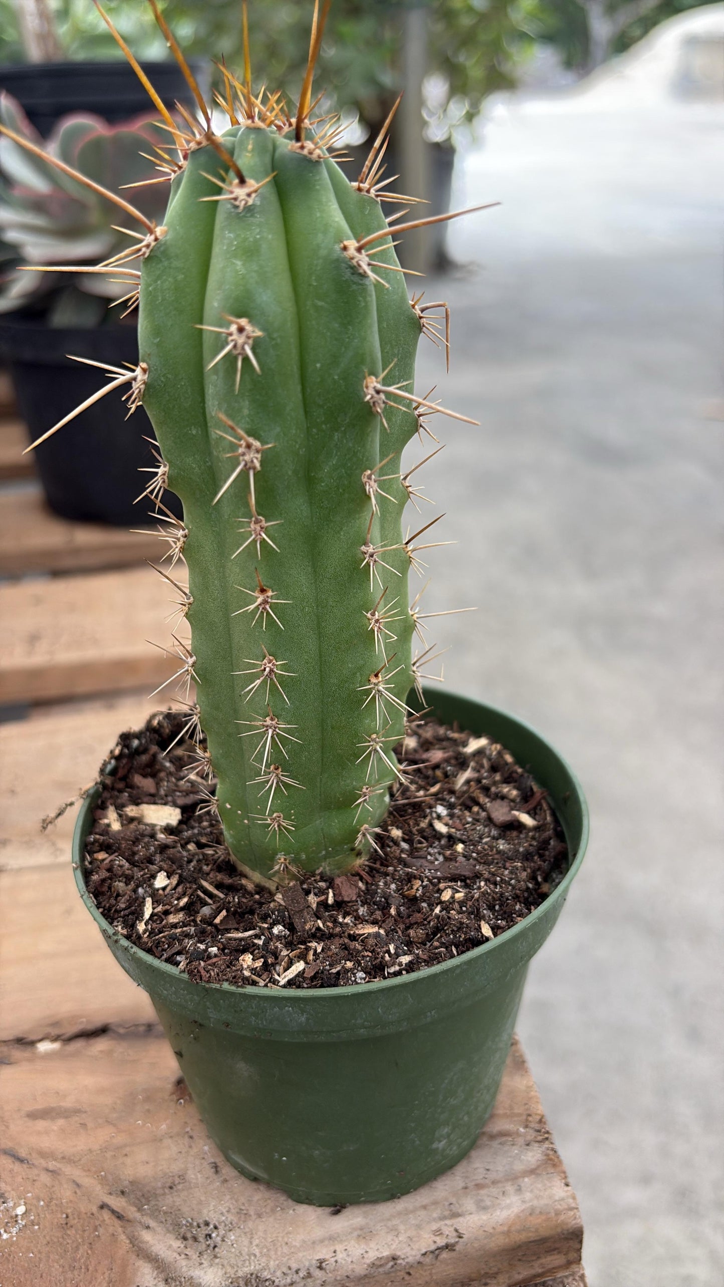 Columnar Green Cactus